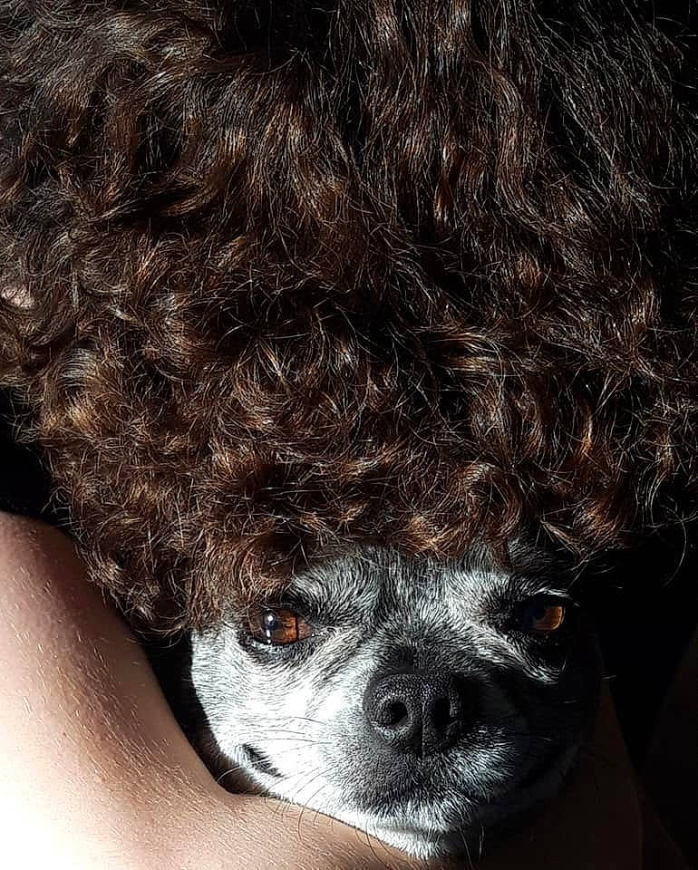 Mystik participe au concours pour gagner de l'argent avec cette photo : boston_terrier, bulldog, canidae, carnivore, companion_dog, dog, dog_breed, ear, eye, french_bulldog, fur, non_sporting_group, nose, pug, puppy, rare_breed_dog, snout, spanish_water_dog, toy_dog