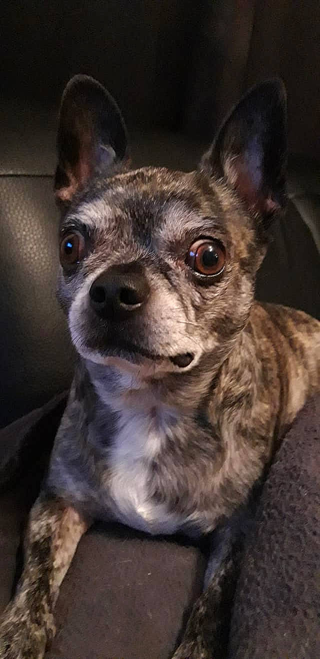 Mystik participe au concours pour gagner de l'argent avec cette photo : boston_terrier, canidae, carnivore, chihuahua, companion_dog, dog, dog_breed, ear, fawn, french_bulldog, mammal, non_sporting_group, puppy, rare_breed_dog, snout, toy_dog, vertebrate, whiskers