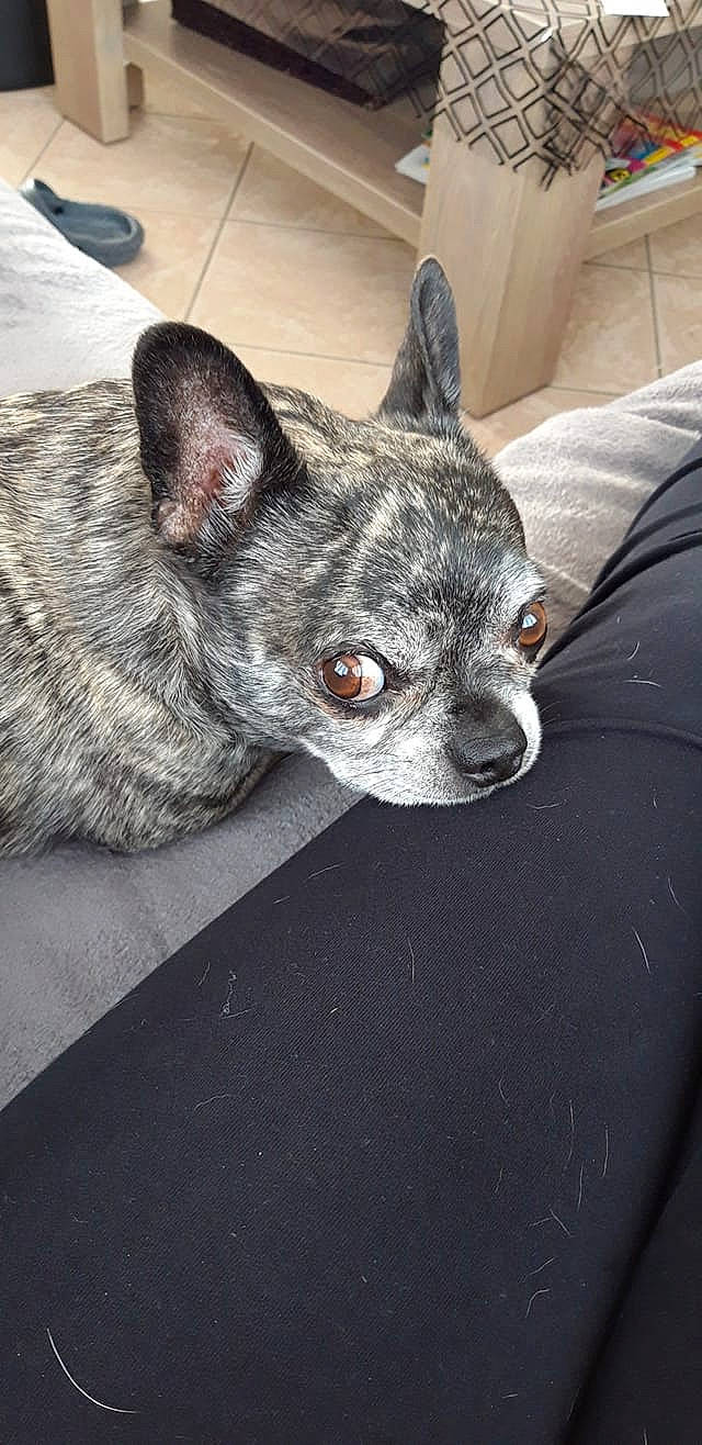 Mystik participe au concours pour gagner de l'argent avec cette photo : canidae, carnivore, chihuahua, dog, dog_breed, ear, fawn, mammal, rare_breed_dog, snout, vertebrate