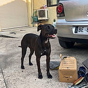 Freya a rejoint le concours — aidez-le/la à gagner de superbes lots ! air_conditioner, animal, black_dog, building, car, cardboard_box, concrete, dog, driveway, garage_door, happy, mammal, outdoor, pet, shadow, shoe, side_view, standing, sunlight, window