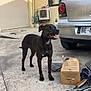 air_conditioner, animal, black_dog, building, car, cardboard_box, concrete, dog, driveway, garage_door, happy, mammal, outdoor, pet, shadow, shoe, side_view, standing, sunlight, window