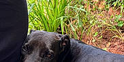 Freya a rejoint le concours — aidez-le/la à gagner de superbes lots ! animal, black_dog, canine, casual, closeup, companion, dog, earth, grass, greenery, human, lap, laying, nature, outdoor, pet, plants, relaxation, resting, serene