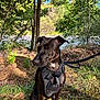 Freya a rejoint le concours — aidez-le/la à gagner de superbes lots ! animal, black_dog, calm, canine, daylight, dog, forest, grass, greenery, ground, harness, leash, leaves, nature, outdoor, pet, river, sitting, sunlight, trees