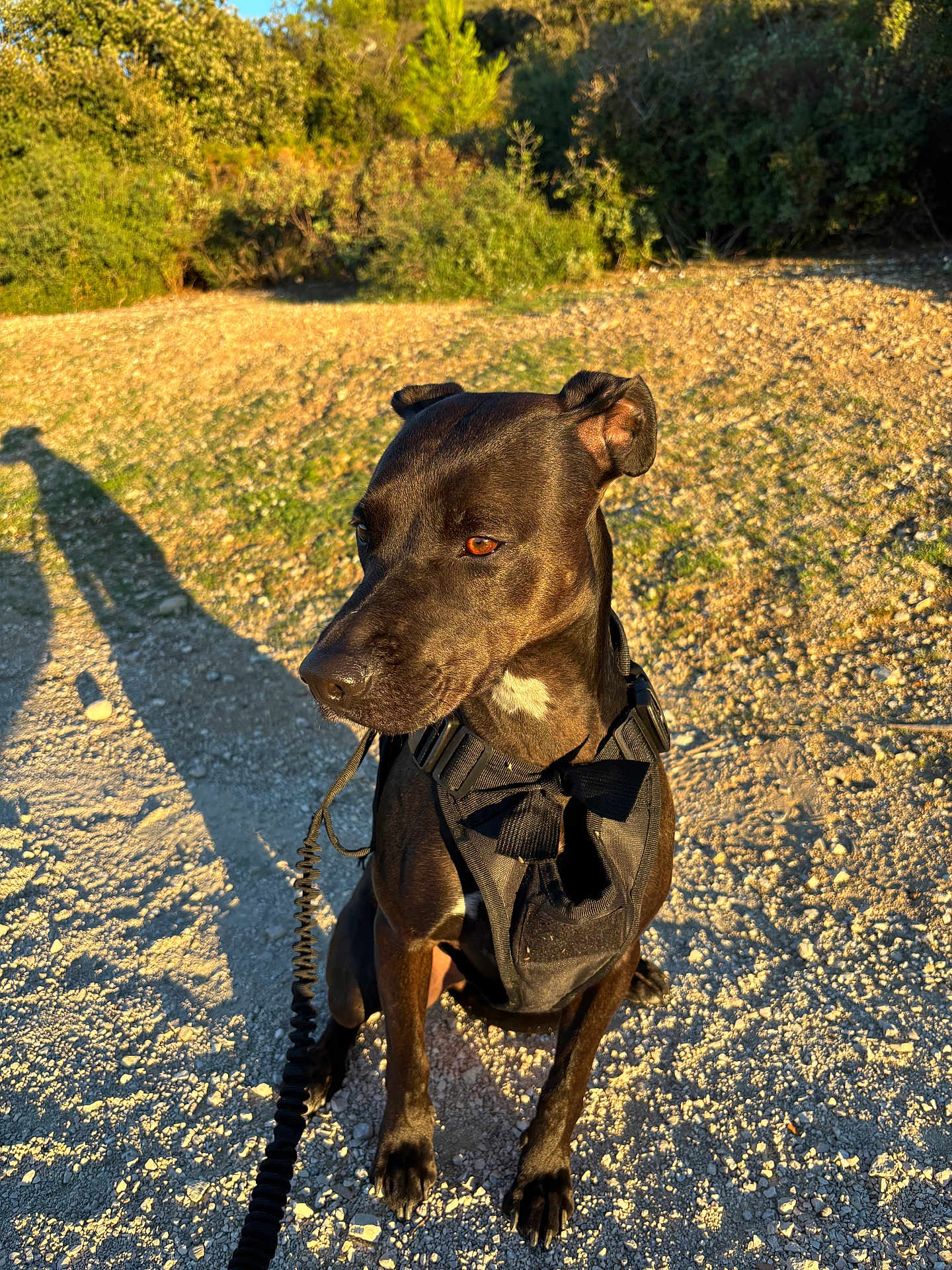 Freya