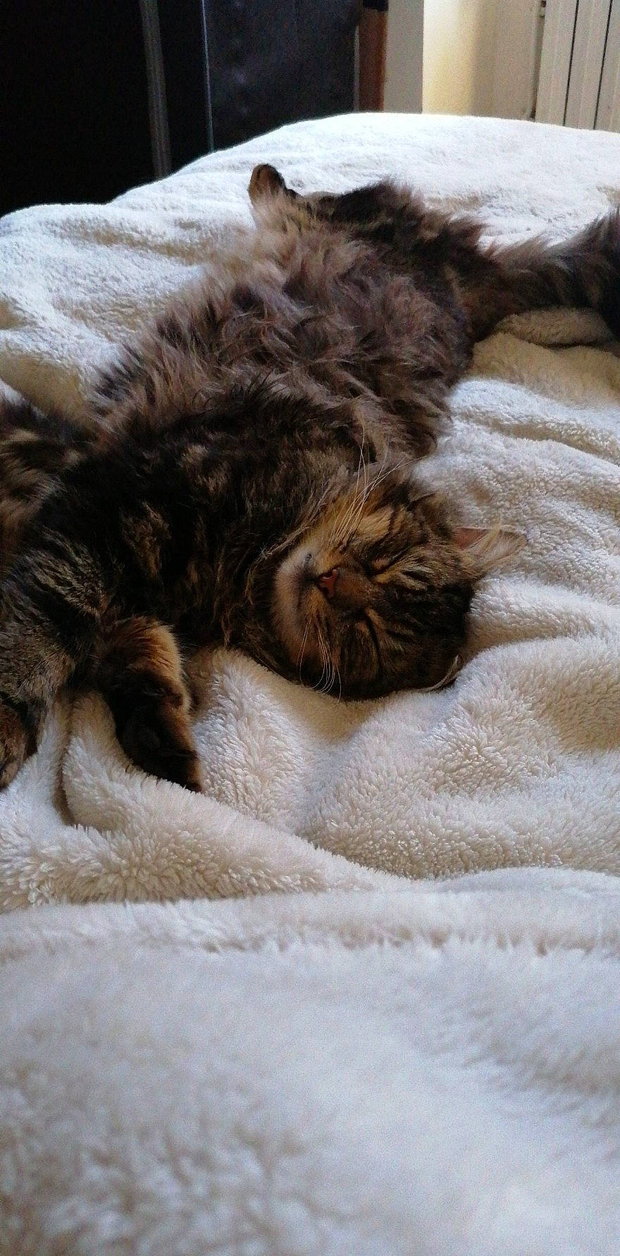 Obama participe au concours pour gagner de l'argent avec cette photo : bed, brown, carnivore, cat, claw, comfort, dog_breed, fawn, felidae, fur, linens, liver, paw, small_to_medium_sized_cats, snout, tail, terrestrial_animal, whiskers, wildlife, wood