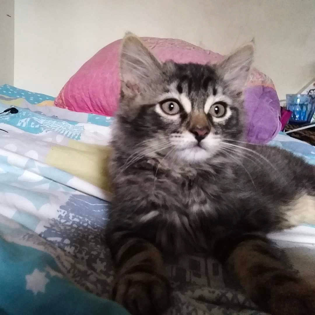 Obama a rejoint le concours — aidez-le/la à gagner de superbes lots ! carnivore, cat, claw, comfort, domestic_short_haired_cat, felidae, fur, maine_coon, metal, paw, plant, small_to_medium_sized_cats, tail, whiskers