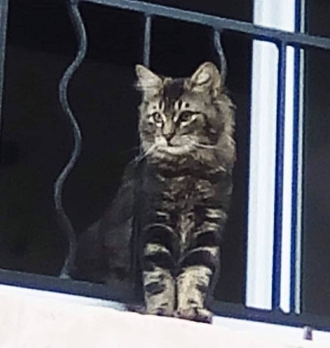 Obama a rejoint le concours — aidez-le/la à gagner de superbes lots ! carnivore, cat, claw, domestic_short_haired_cat, door, felidae, fence, fur, lynx, metal, paw, rectangle, small_to_medium_sized_cats, snout, tail, terrestrial_animal, tree, whiskers, wildlife, window