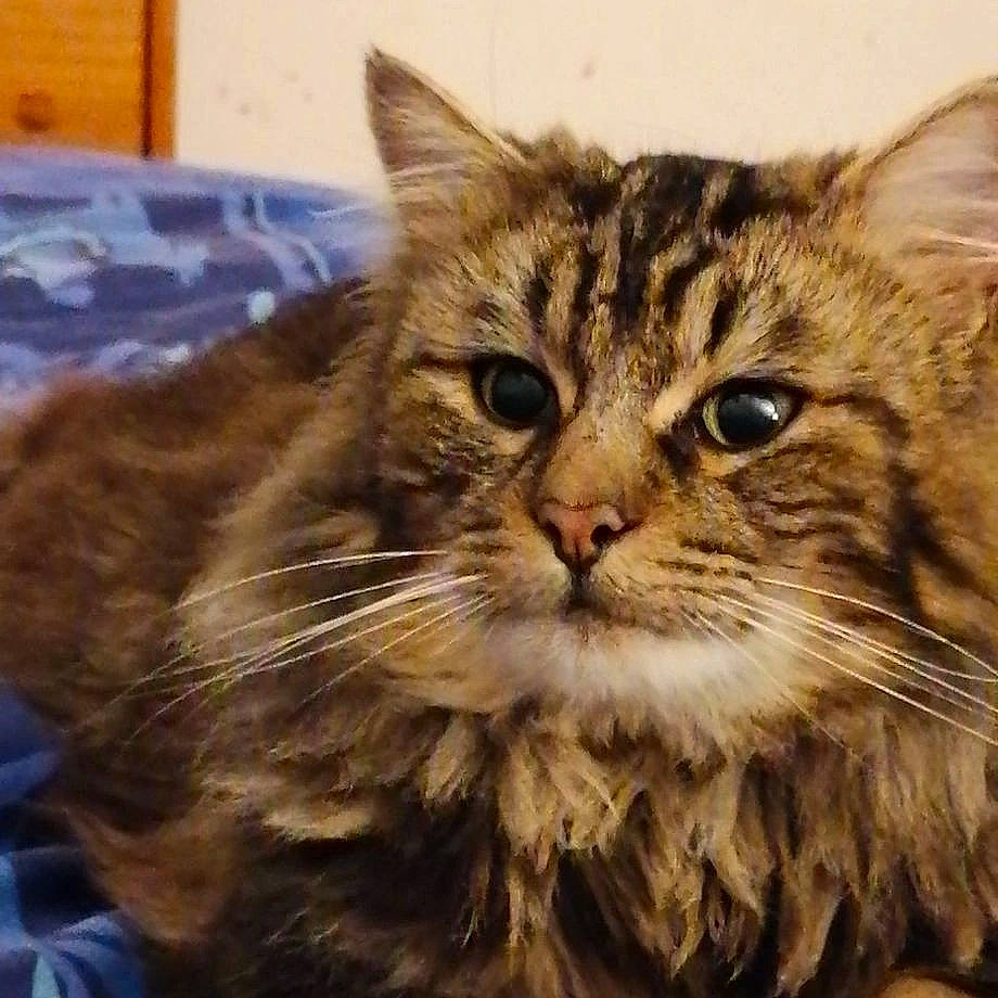 Obama a rejoint le concours — aidez-le/la à gagner de superbes lots ! carnivore, cat, domestic_short_haired_cat, felidae, fur, grass, maine_coon, small_to_medium_sized_cats, snout, whiskers, wood