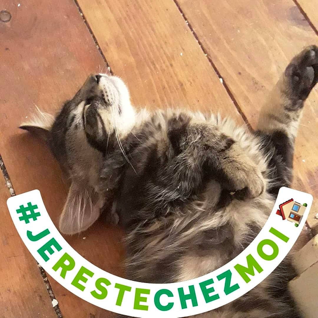 Obama a rejoint le concours — aidez-le/la à gagner de superbes lots ! canidae, carnivore, cat, cat_supply, claw, comfort, dog_breed, felidae, fur, grass, hardwood, paw, pet_supply, photo_caption, small_to_medium_sized_cats, sporting_group, tail, terrestrial_animal, whiskers, wood