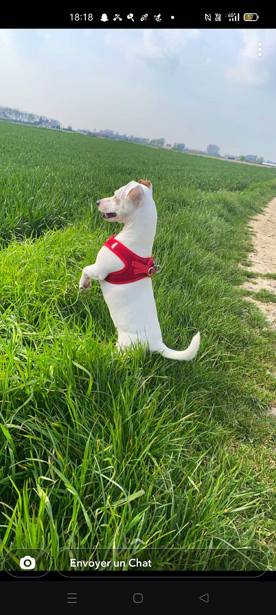 Izy participe au concours pour gagner de l'argent avec cette photo : canidae, carnivore, companion_dog, dog, dog_breed, grass, grass_family, grassland, happy, lawn, meadow, natural_landscape, pasture, people_in_nature, plant, shrub, sky, sporting_group, tail, tree