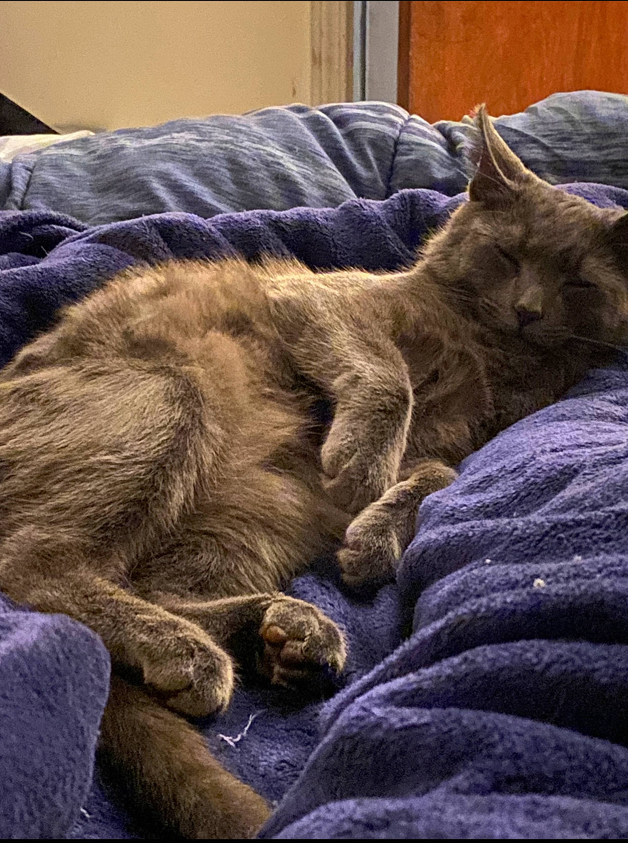 Julius Ceasar Salad joined the competition — help win amazing prizes! blanket, carnivore, cat, comfort, domestic_short_haired_cat, electric_blue, felidae, fur, grey, linens, nap, paw, sleep, small_to_medium_sized_cats, tail, terrestrial_animal, whiskers