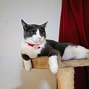 Oscar joined the competition — help win amazing prizes! cat, gray_and_white, collar, cat_tree, indoor, relaxed, pet, feline, whiskers, ears, paws, fur, looking_away, home, curious, resting, animal, domestic, red_collar, beige