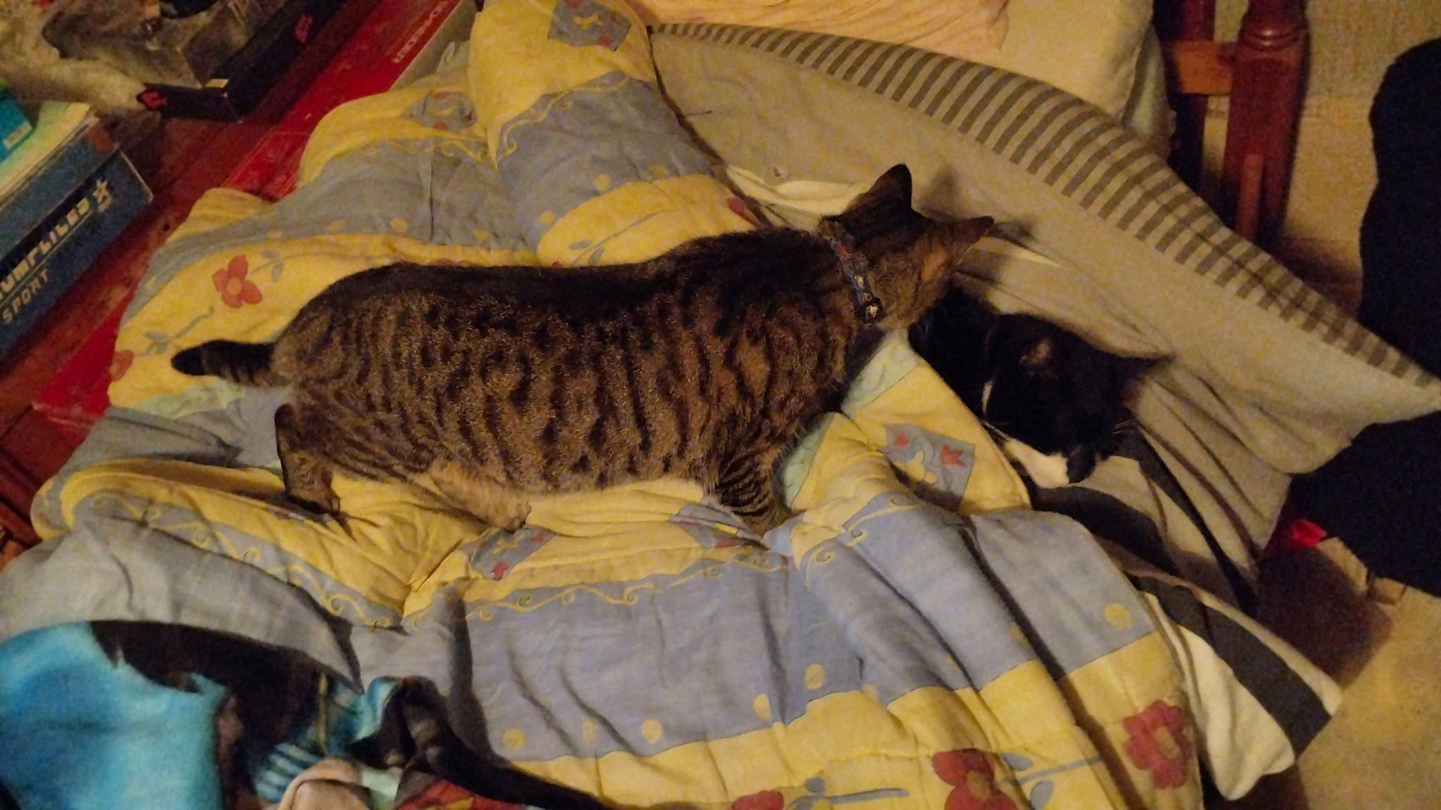 Tity Et Raylei participe au concours pour gagner de l'argent avec cette photo : art, bed, bedding, carnivore, cat, claw, comfort, couch, domestic_short_haired_cat, felidae, fur, linens, nap, paw, room, small_to_medium_sized_cats, tail, terrestrial_animal, textile, whiskers