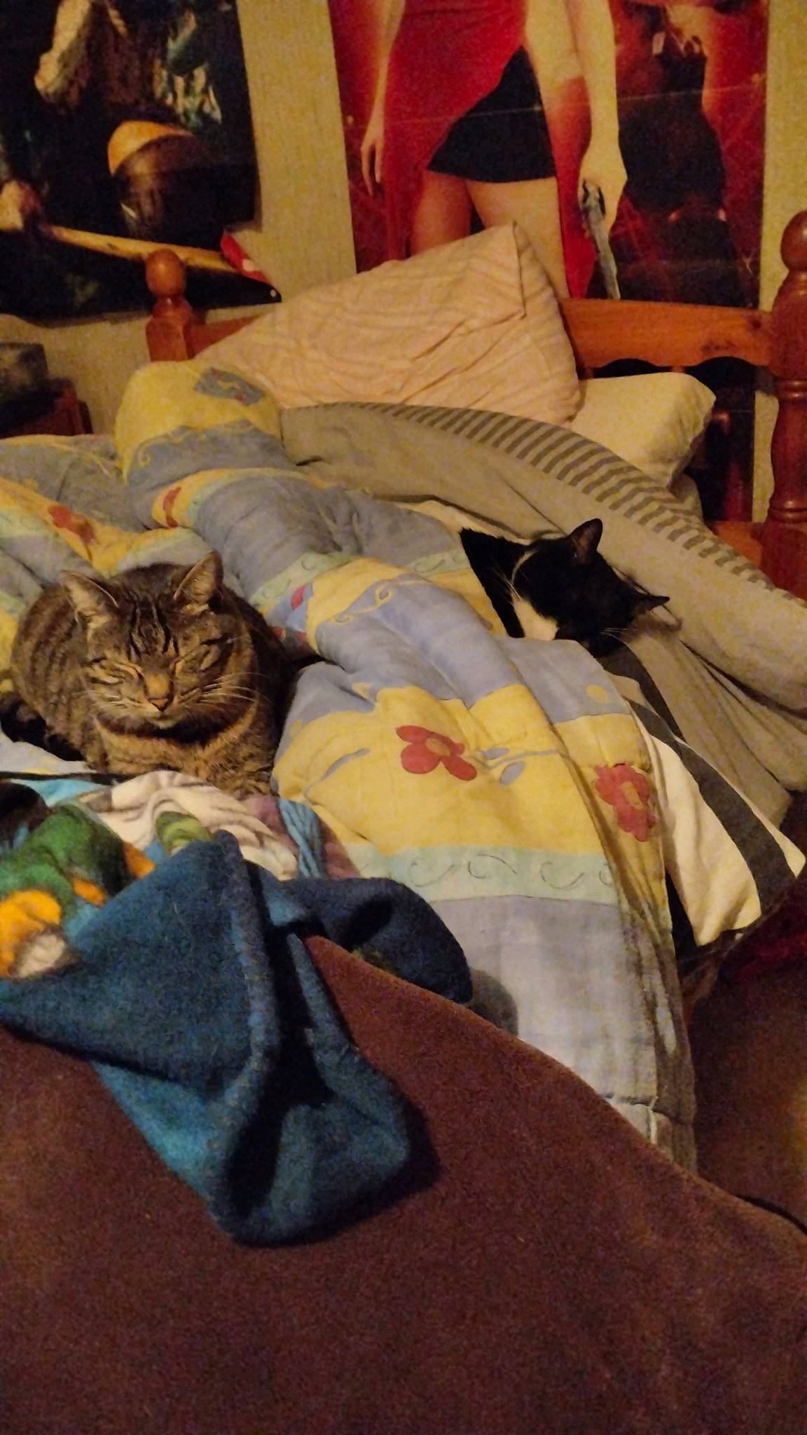 Tity Et Raylei participe au concours pour gagner de l'argent avec cette photo : bag, bed, bed_sheet, bedding, bedroom, blanket, cat, comfort, domestic_short_haired_cat, felidae, flooring, fur, linens, luggage_and_bags, room, small_to_medium_sized_cats, t_shirt, textile, whiskers, wood