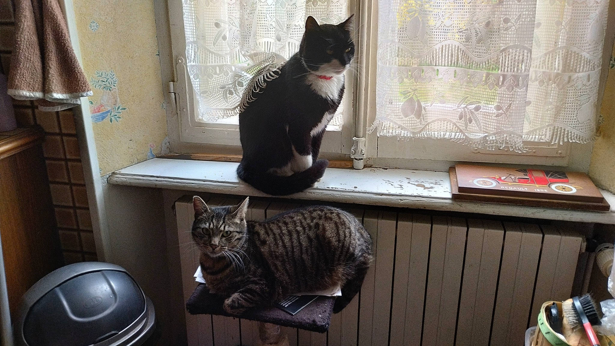 Tity Et Raylei participe au concours pour gagner de l'argent avec cette photo : animal_shelter, carnivore, cat, curtain, domestic_short_haired_cat, felidae, fur, grey, mammal, paw, room, sitting, small_to_medium_sized_cats, tail, vertebrate, whiskers, window, window_blind, window_covering