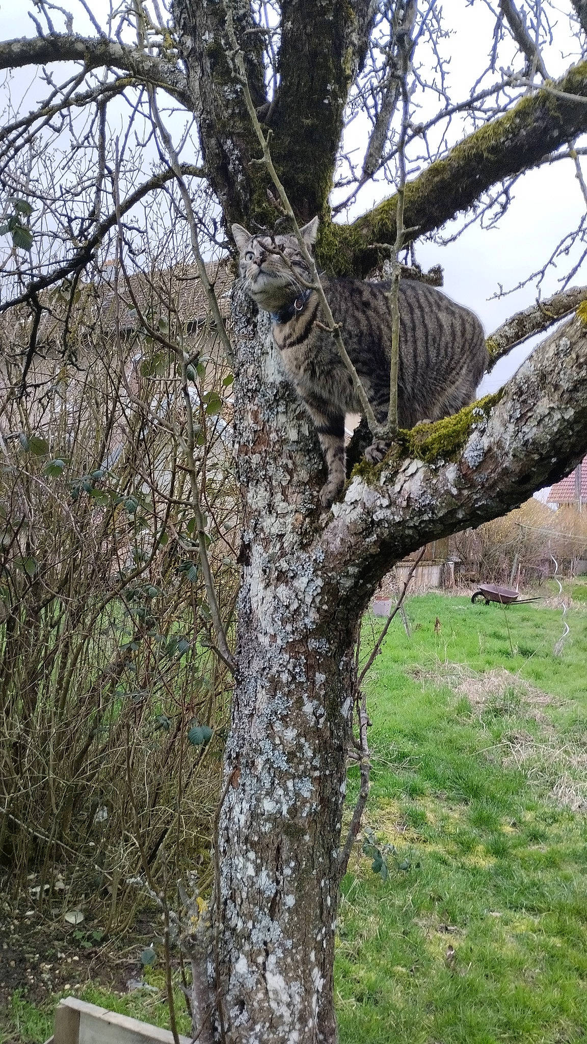 Tity a rejoint le concours — aidez-le/la à gagner de superbes lots ! birch_family, botany, branch, felidae, forest, grass, leopard, northern_hardwood_forest, plant, plant_stem, sky, tail, terrestrial_animal, tree, trunk, twig, vegetation, wildlife, wood, woodland