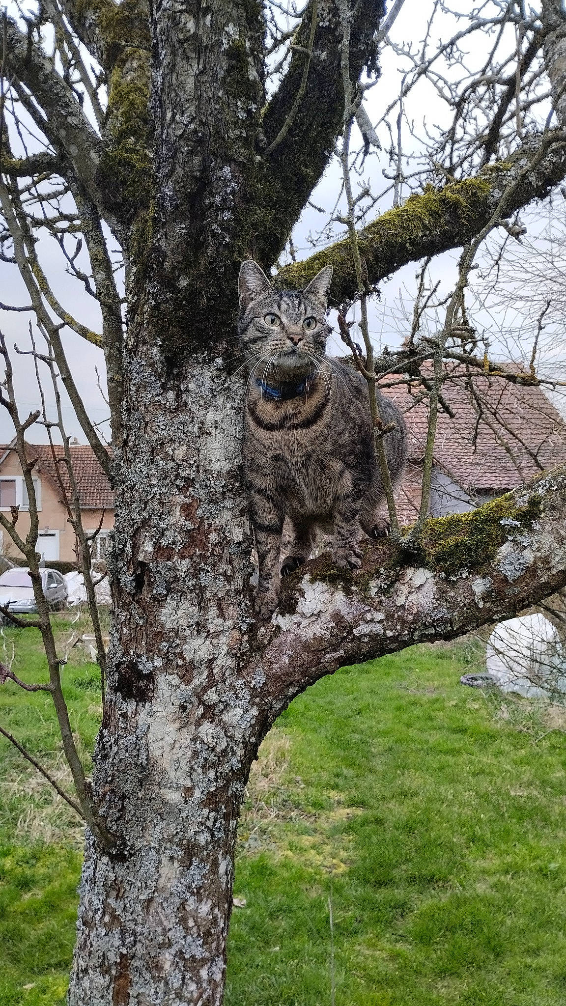 Tity participe au concours pour gagner de l'argent avec cette photo : bird_of_prey, branch, felidae, fur, grass, great_horned_owl, jaguar, leopard, owl, plant, sky, small_to_medium_sized_cats, tail, terrestrial_animal, tree, trunk, twig, whiskers, wildlife, wood