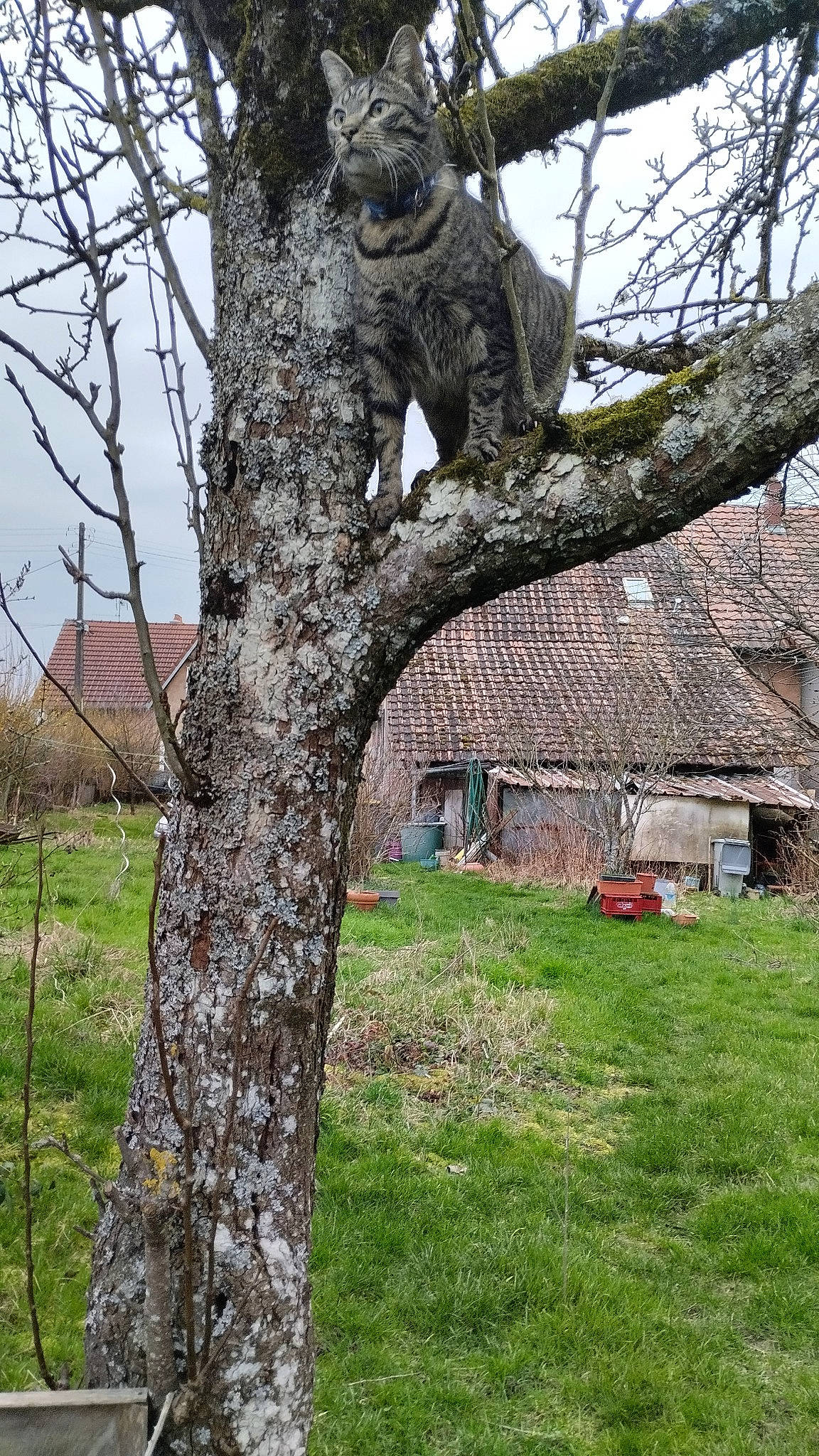 Tity a rejoint le concours — aidez-le/la à gagner de superbes lots ! art, birch_family, branch, building, grass, house, landscape, pasture, plant, sky, tree, trunk, twig, wood, woody_plant
