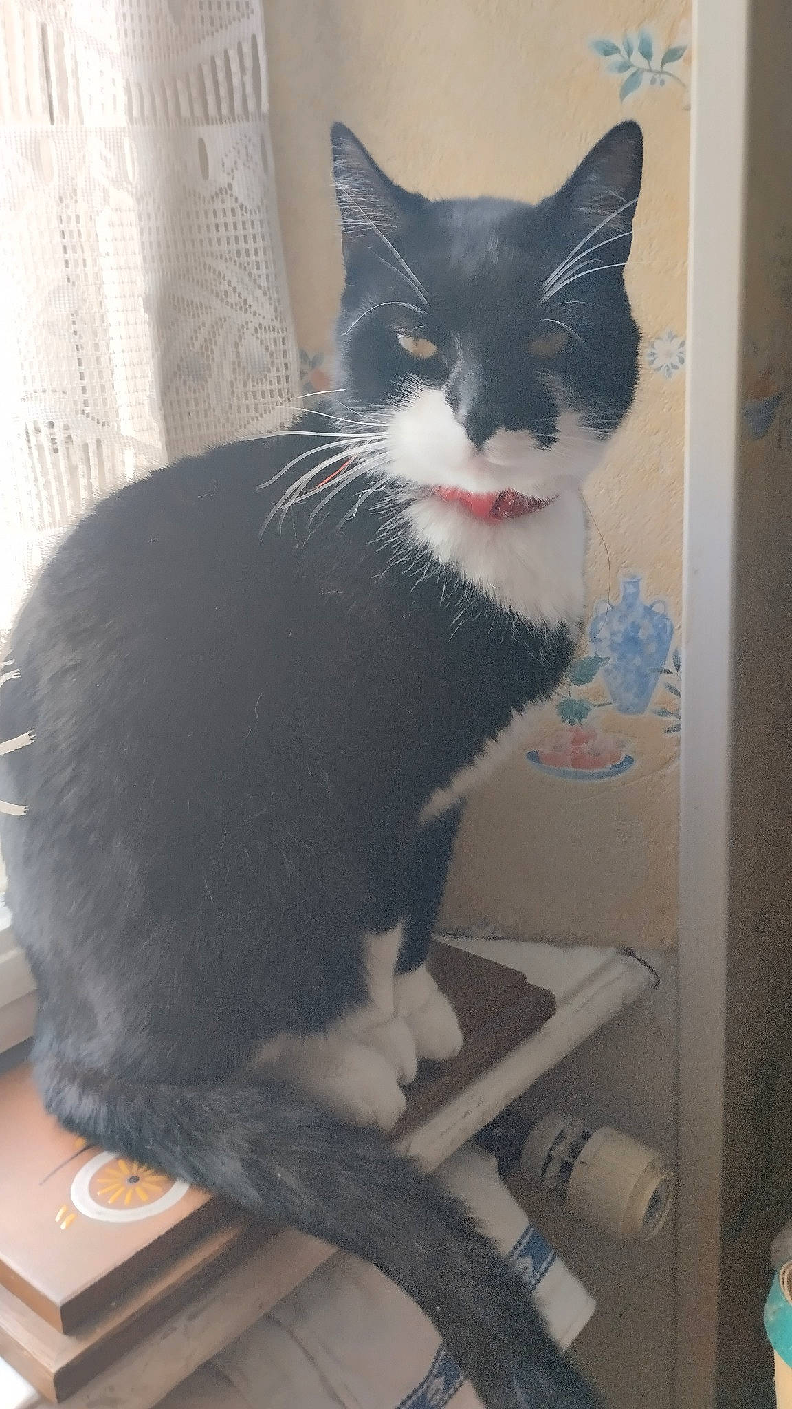 Raylei a rejoint le concours — aidez-le/la à gagner de superbes lots ! black_cat, box, cardboard, carnivore, cat, claw, domestic_short_haired_cat, felidae, flooring, fur, grey, paw, sitting, small_to_medium_sized_cats, snout, stairs, tail, whiskers, window