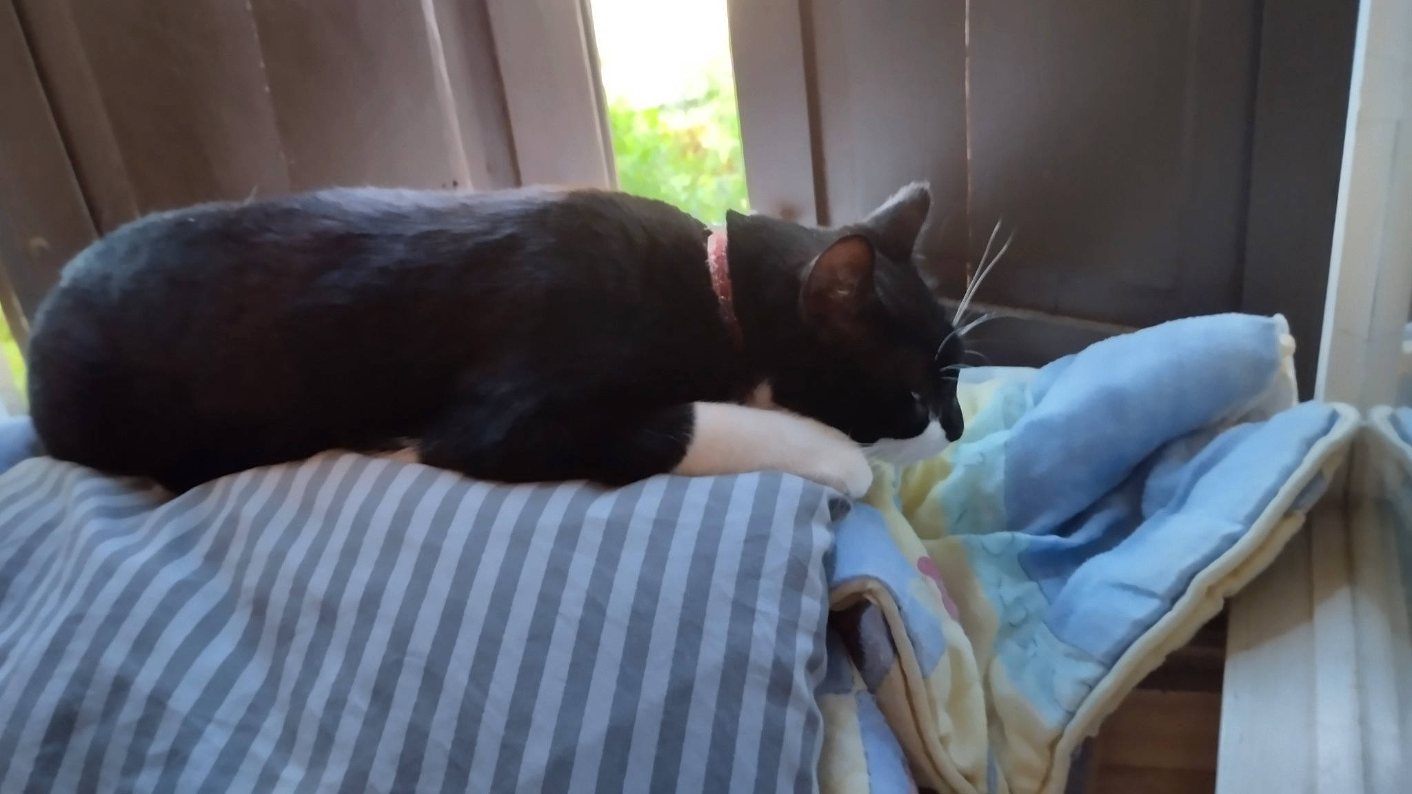 Raylei a rejoint le concours — aidez-le/la à gagner de superbes lots ! black_cat, canidae, carnivore, cat, comfort, companion_dog, dog_breed, domestic_short_haired_cat, ear, fawn, felidae, fur, hardwood, linens, mammal, sitting, small_to_medium_sized_cats, tail, whiskers, wood