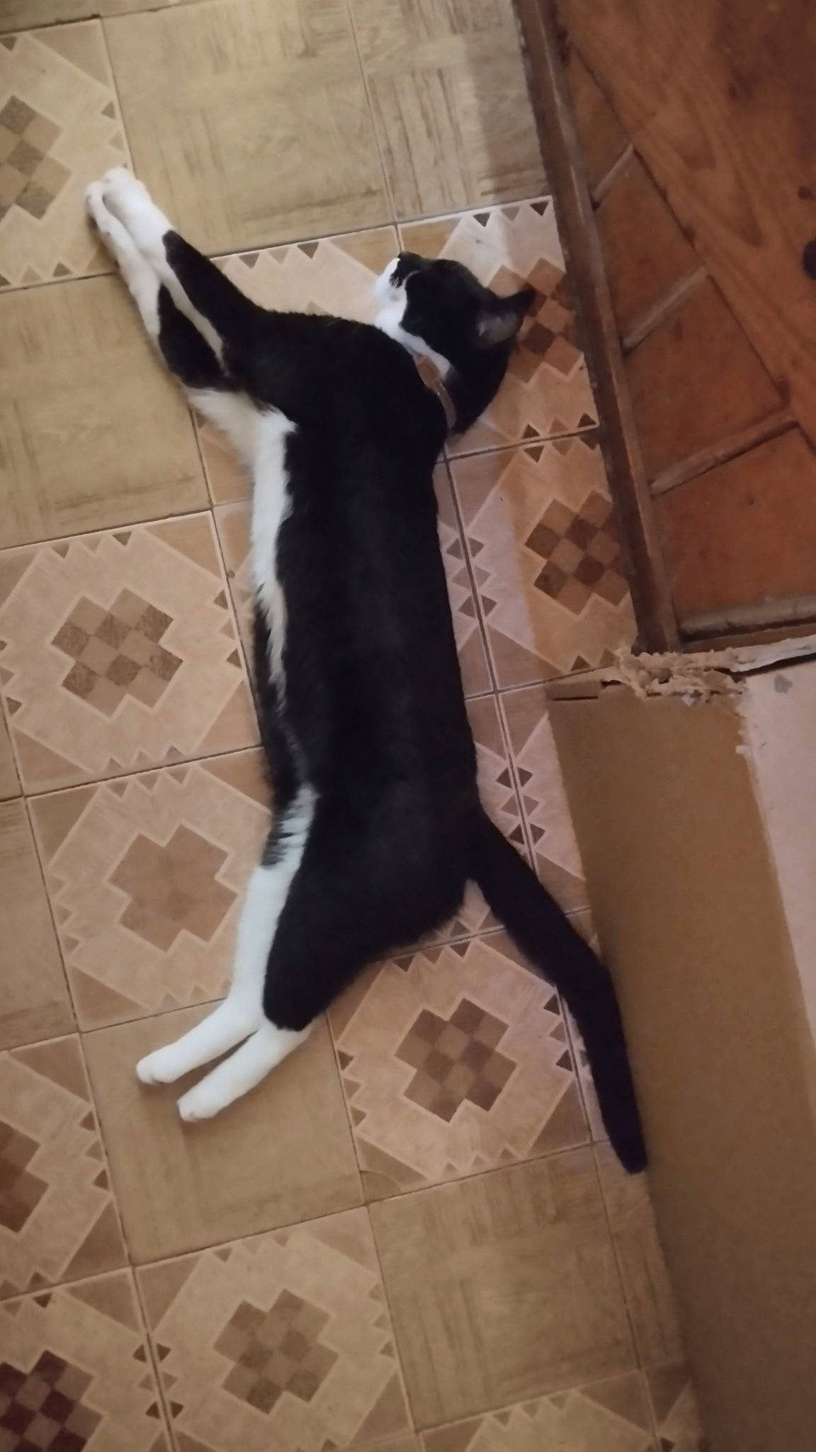 Raylei participe au concours pour gagner de l'argent avec cette photo : box, brown, carnivore, carton, cat, companion_dog, dog_breed, domestic_short_haired_cat, felidae, floor, flooring, fur, hardwood, human_leg, shipping_box, small_to_medium_sized_cats, snout, tail, whiskers, wood