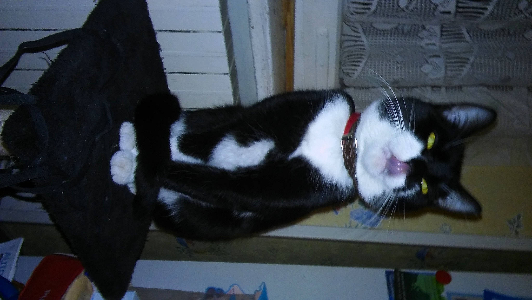 Raylei a rejoint le concours — aidez-le/la à gagner de superbes lots ! black_cat, carmine, carnivore, cat, collar, dog_breed, domestic_short_haired_cat, felidae, fur, paw, small_to_medium_sized_cats, snout, tail, terrestrial_animal, whiskers