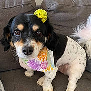 Daisy is registered to the contest to win money with this photo: dog, small_dog, black_and_white, flower_accessory, bandana, sitting, couch, indoor, pet, cute, fluffy_tail, decorative, portrait, animal, domestic_animal, friendly, looking_at_camera, fur, companionship, cozy