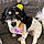 Daisy