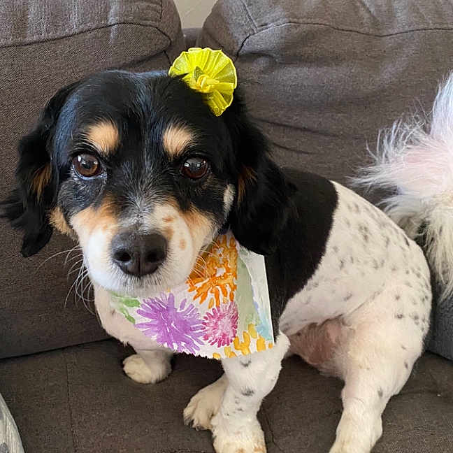 Daisy is registered to the contest to win money with this photo: animal, bandana, black_and_white, companionship, couch, cozy, cute, decorative, dog, domestic_animal, flower_accessory, fluffy_tail, friendly, fur, indoor, looking_at_camera, pet, portrait, sitting, small_dog