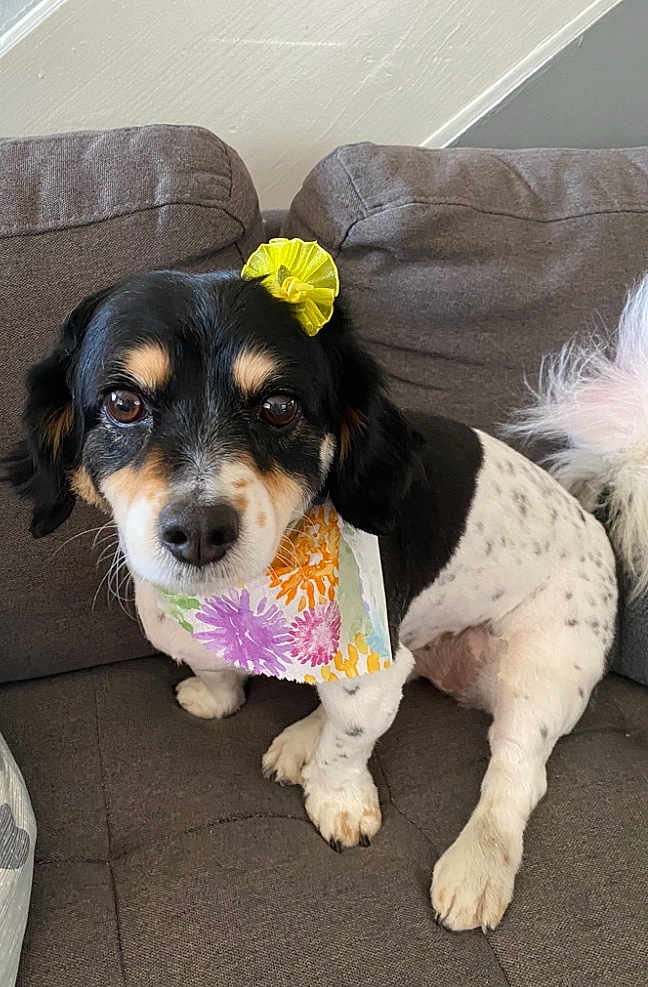 Daisy is registered to the contest to win money with this photo: dog, small_dog, black_and_white, flower_accessory, bandana, sitting, couch, indoor, pet, cute, fluffy_tail, decorative, portrait, animal, domestic_animal, friendly, looking_at_camera, fur, companionship, cozy