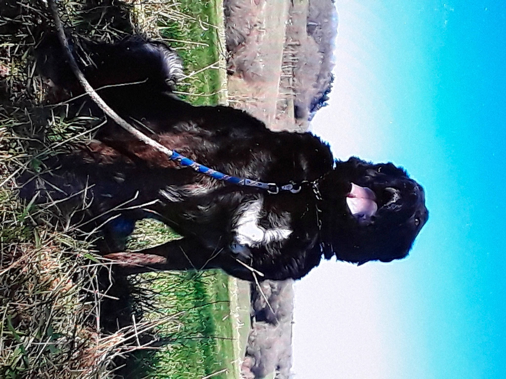 Swan participe au concours pour gagner de l'argent avec cette photo : adventure, canidae, dog, dog_breed, fur, grass, organism, personal_protective_equipment, plant, sky, sporting_group, tail, tree, trunk, water, window, working_animal