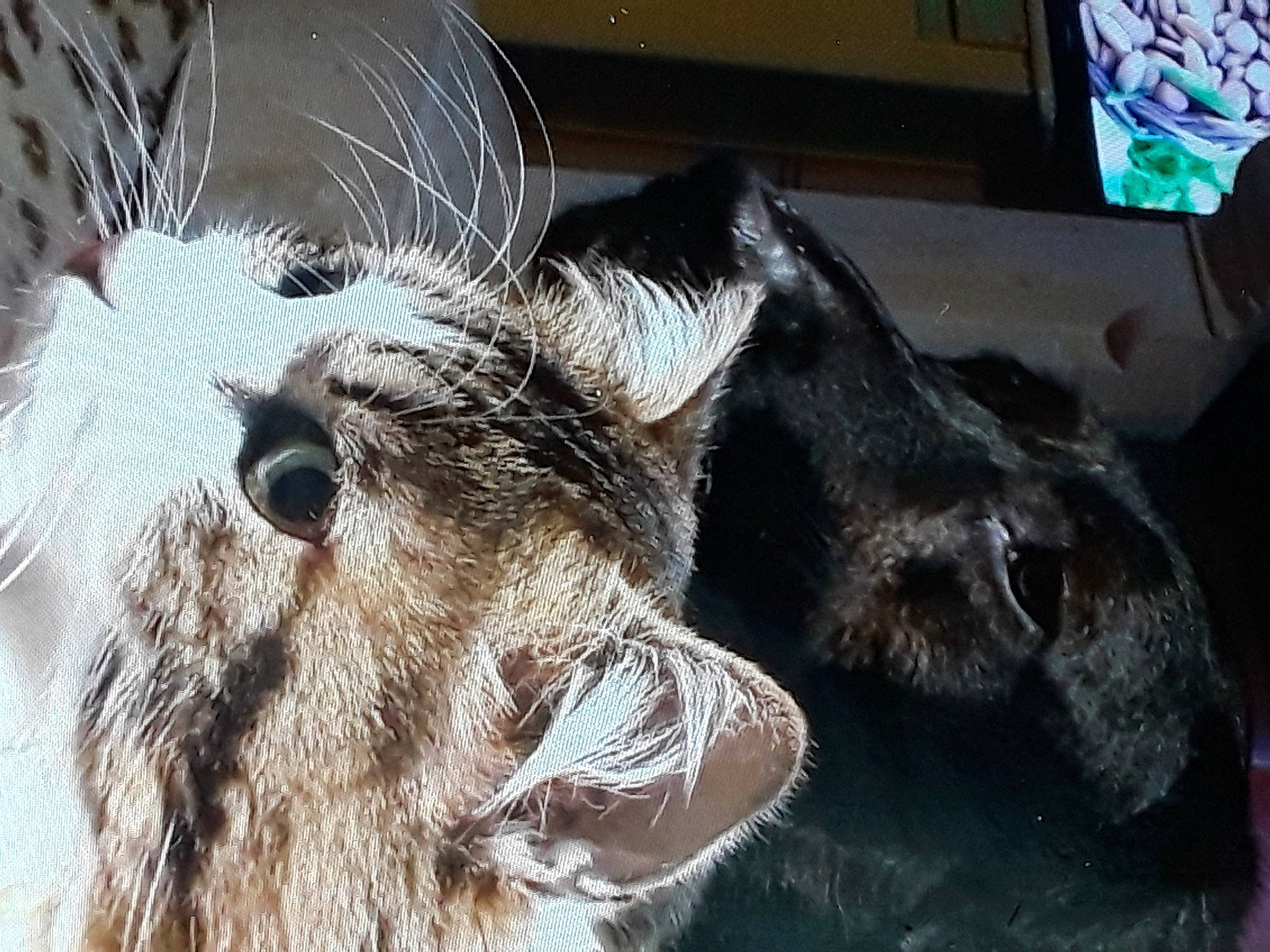 Swan a rejoint le concours — aidez-le/la à gagner de superbes lots ! bovine, cow_goat_family, dog_breed, eyelash, fur, goat, goats, livestock, pack_animal, snout, terrestrial_animal, whiskers, wildlife, window, wire_fencing, working_animal, wrinkle