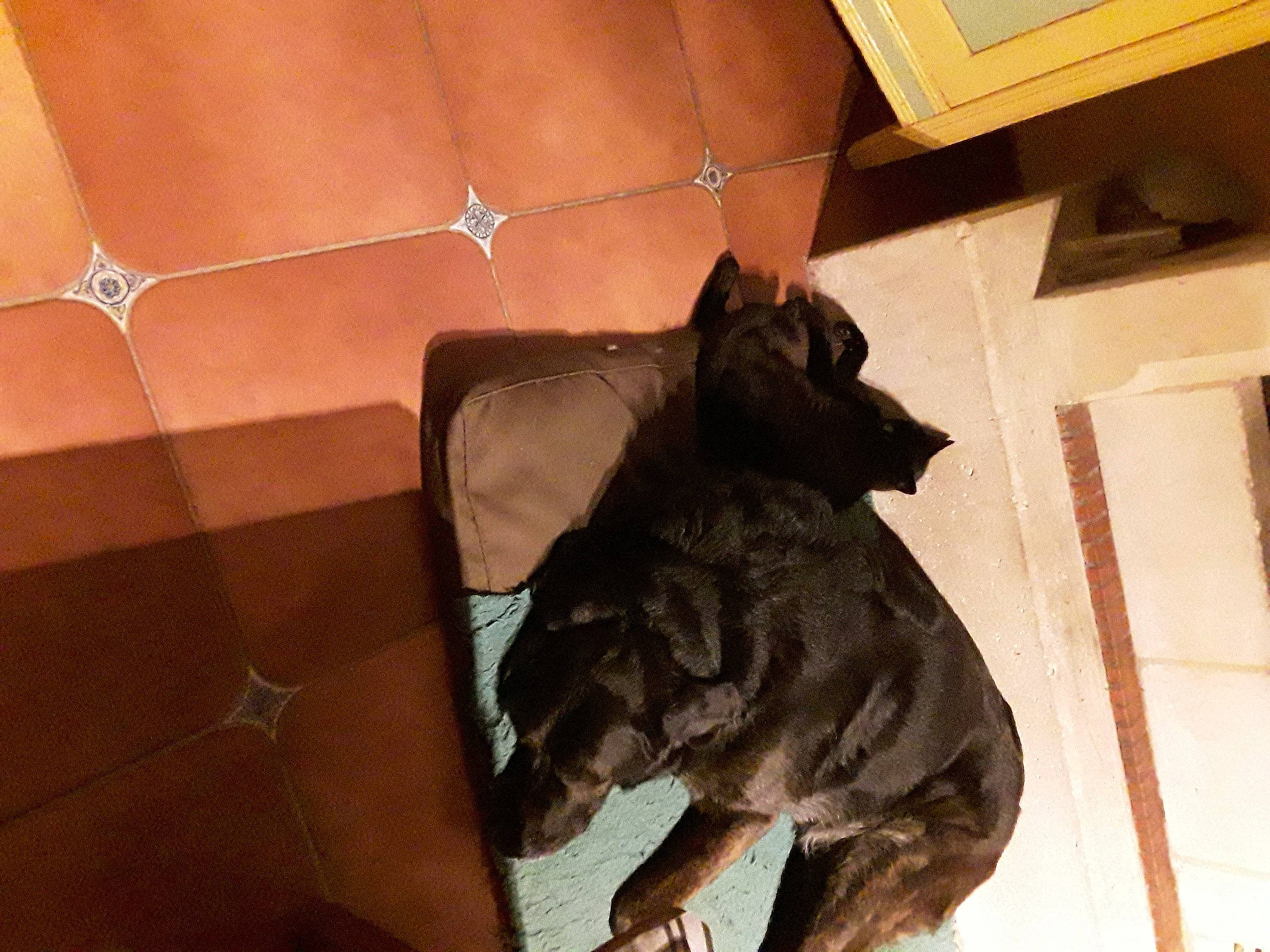 Swan a rejoint le concours — aidez-le/la à gagner de superbes lots ! art, black_cat, carnivore, comfort, companion_dog, dog_breed, domestic_short_haired_cat, fawn, felidae, flooring, fur, liver, room, sculpture, small_to_medium_sized_cats, statue, tail, terrestrial_animal, wood, working_animal