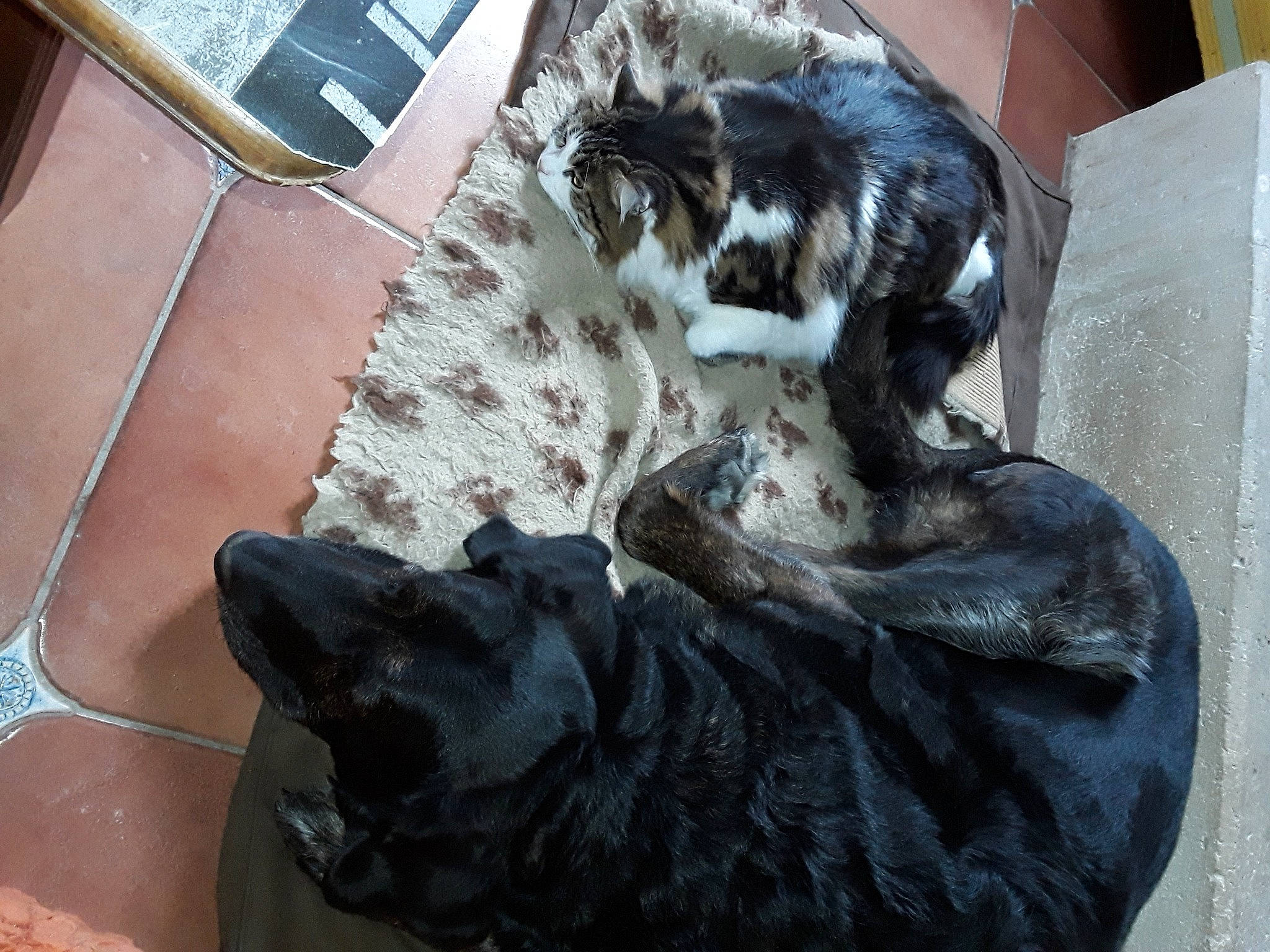 Swan a rejoint le concours — aidez-le/la à gagner de superbes lots ! art, carnivore, cat, comfort, companion_dog, dog, dog_breed, felidae, fur, mammal, sculpture, small_to_medium_sized_cats, snout, sporting_group, statue, tail, vertebrate, whiskers, wood, working_animal