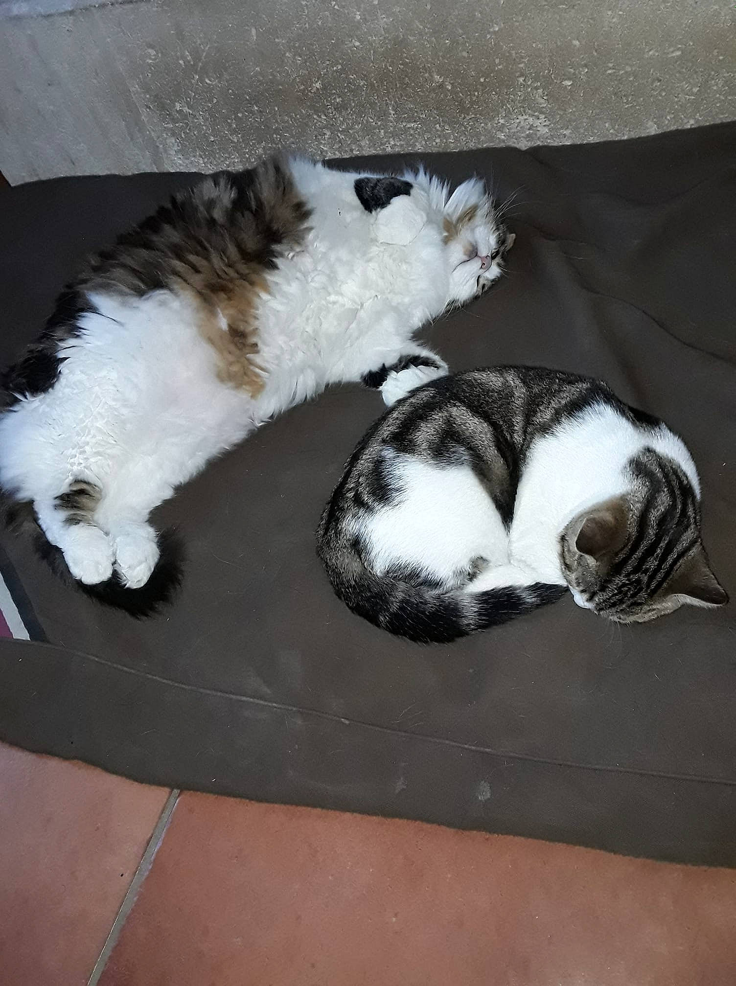 Yazoo a rejoint le concours — aidez-le/la à gagner de superbes lots ! carnivore, cat, claw, comfort, companion_dog, dog, dog_breed, felidae, flooring, foot, fur, hardwood, human_leg, paw, small_to_medium_sized_cats, snout, sporting_group, tail, whiskers, wood