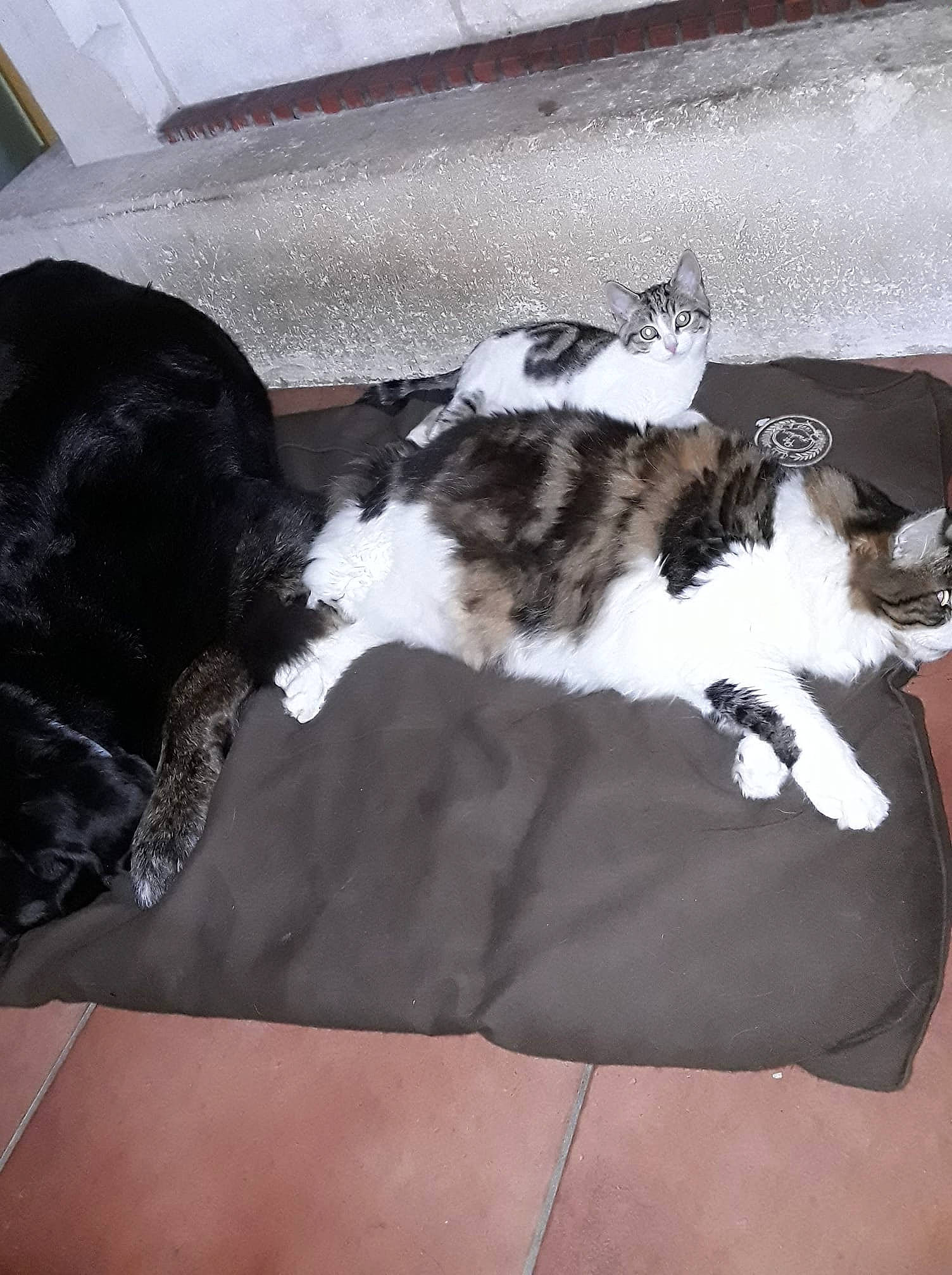 Yazoo a rejoint le concours — aidez-le/la à gagner de superbes lots ! canidae, carnivore, cat, cat_bed, claw, comfort, companion_dog, couch, dog_breed, domestic_short_haired_cat, felidae, flooring, fur, linens, paw, small_to_medium_sized_cats, sporting_group, tail, whiskers, wood