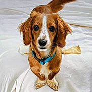 Kilo joined the competition — help win amazing prizes! dog, puppy, pet, bed, blanket, white_bedding, brown_fur, floppy_ears, blue_collar, collar, paw, bone, chew_bone, close_up, portrait, indoor, looking_at_camera, adorable, spots, whiskers