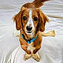 dog, puppy, pet, bed, blanket, white_bedding, brown_fur, floppy_ears, blue_collar, collar, paw, bone, chew_bone, close_up, portrait, indoor, looking_at_camera, adorable, spots, whiskers
