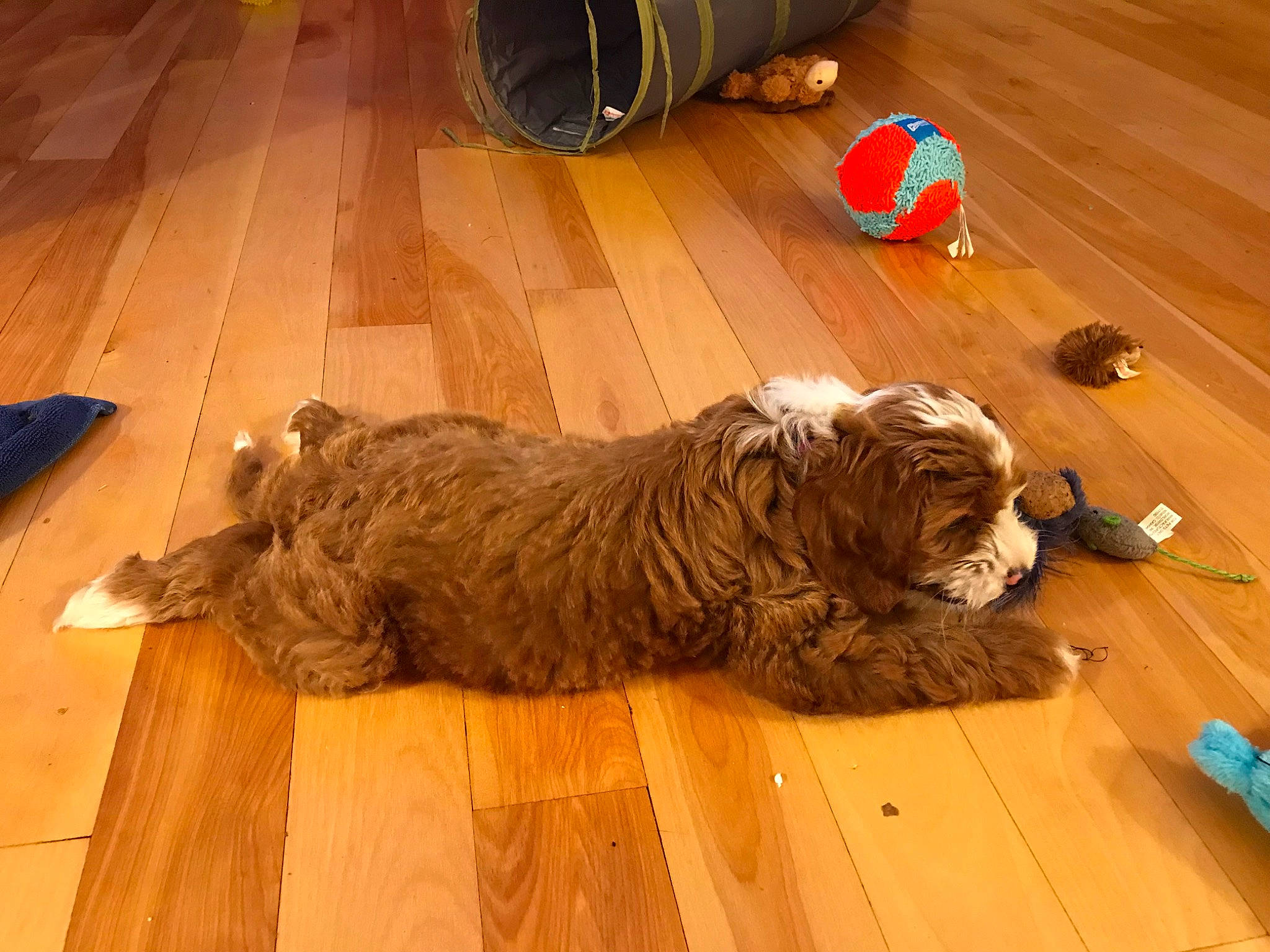 Winnie is registered to the contest to win money with this photo: big_cats, carnivore, companion_dog, dog_breed, fawn, felidae, floor, flooring, fur, hardwood, laminate_flooring, small_to_medium_sized_cats, snout, tail, terrestrial_animal, varnish, whiskers, wood, wood_flooring, wood_stain