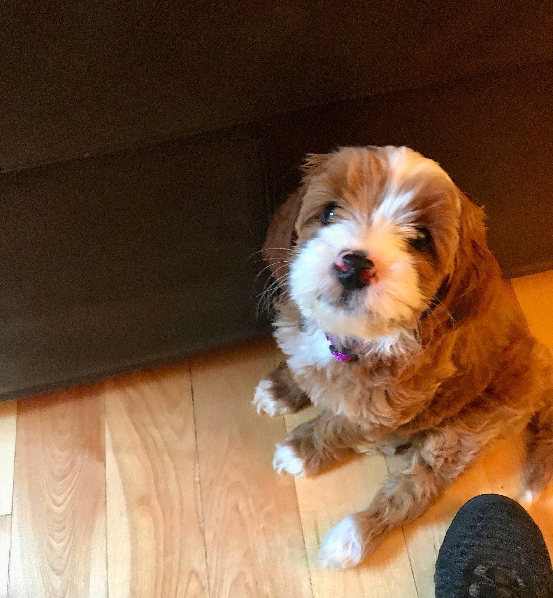 Winnie is registered to the contest to win money with this photo: carnivore, cavalier_king_charles_spaniel, companion_dog, dog, dog_breed, dog_supply, fawn, flooring, fur, hardwood, liver, puppy_love, small_terrier, snout, spaniel, sporting_group, terrier, toy_dog, whiskers, wood