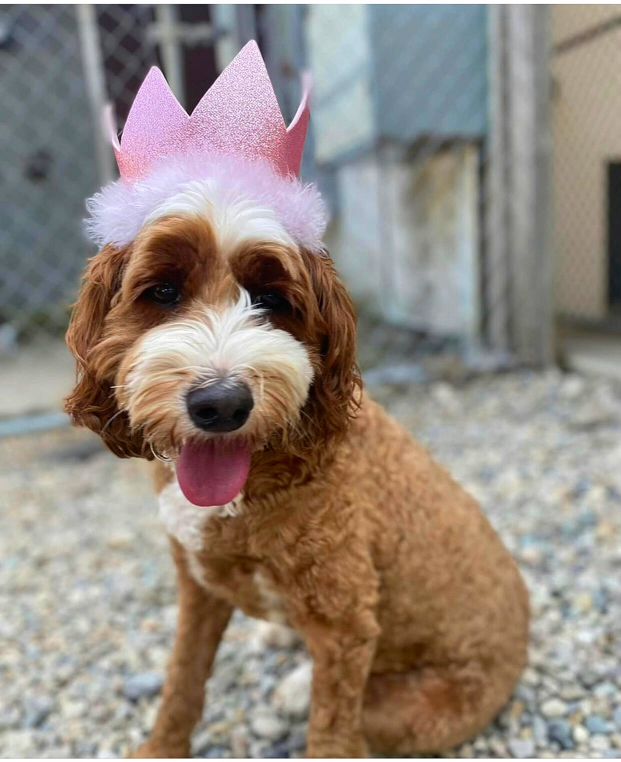 Winnie is registered to the contest to win money with this photo: biting, canidae, carnivore, companion_dog, dog, dog_breed, dog_collar, dog_supply, fur, liver, poodle, small_terrier, terrestrial_animal, terrier, toy_dog, water_dog, working_animal, yorkipoo, yorkshire_terrier