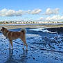 Avann participe au concours pour gagner de l'argent avec cette photo : dog, beach, water, rocks, sky, clouds, leash, town, buildings, reflection, outdoor, nature, shore, coast, pet, animal, daytime, scenic, landscape, sand