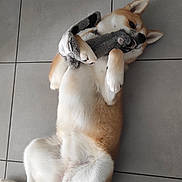 Avann participe au concours pour gagner de l'argent avec cette photo : dog, shiba_inu, lying_down, toy, stuffed_animal, playful, floor, tile, pet, fur, animal, domestic_animal, cute, indoor, relaxed, paw, tail, mouth, teeth, ears