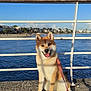 dog, shiba_inu, leash, waterfront, sea, sky, sunny, stone_pavement, railing, shadow, outdoor, pet, animal, happy, tongue_out, sitting, daytime, urban, calm, nature