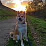 Avann participe au concours pour gagner de l'argent avec cette photo : dog, sunset, grass, path, leash, clouds, outdoor, nature, trees, animal, canine, walking, sidewalk, sky, pavement, fur, collar, sitting, scenic, evening