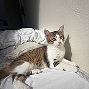 Monk participe au concours pour gagner de l'argent avec cette photo : animal, bed, blanket, cat, curious, cute, fur, indoor, kitten, paw, pet, relaxed, resting, shadow, sunlight, tabby, wall, whiskers, white_fur, young