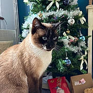 Louna a rejoint le concours — aidez-le/la à gagner de superbes lots ! cat, siamese_cat, pet, animal, blue_eyes, indoor, christmas, christmas_tree, ornaments, decorations, presents, gift_boxes, festive, holiday, sitting, portrait, fur, whiskers, pointed_ears, home_interior
