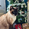 cat, siamese_cat, pet, animal, blue_eyes, indoor, christmas, christmas_tree, ornaments, decorations, presents, gift_boxes, festive, holiday, sitting, portrait, fur, whiskers, pointed_ears, home_interior