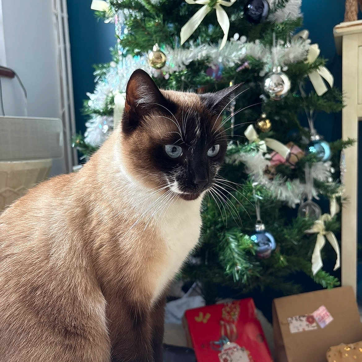 Louna a rejoint le concours — aidez-le/la à gagner de superbes lots ! cat, siamese_cat, pet, animal, blue_eyes, indoor, christmas, christmas_tree, ornaments, decorations, presents, gift_boxes, festive, holiday, sitting, portrait, fur, whiskers, pointed_ears, home_interior