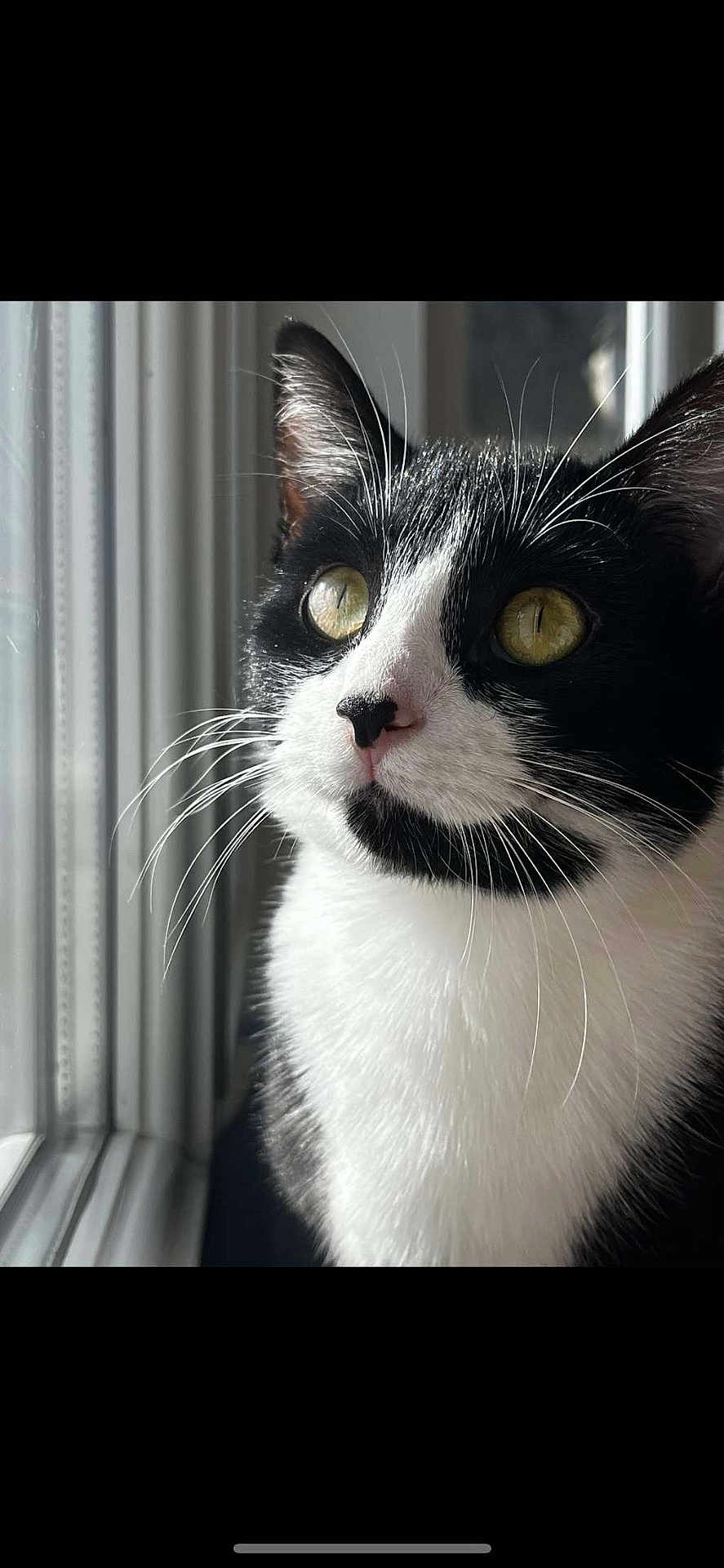 Shelby a rejoint le concours — aidez-le/la à gagner de superbes lots ! cat, black_and_white, close_up, window, natural_light, whiskers, pet, feline, indoor, portrait, animal, curious, face, fur, yellow_eyes, domestic_cat, looking_out, calm, soft_light, side_view